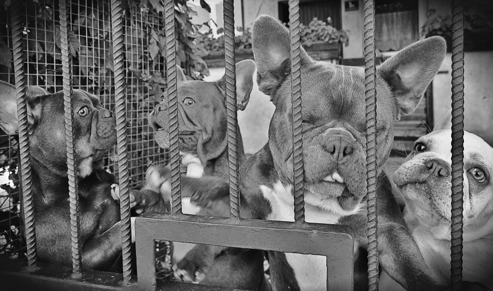 Animais e Direito: Responsabilidade Civil em Casos de Maus-Tratos – Repercussão das leis e decisões recentes (4/10).